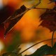 Image for article titled 76 Stunning Photos Of Fall Leaves